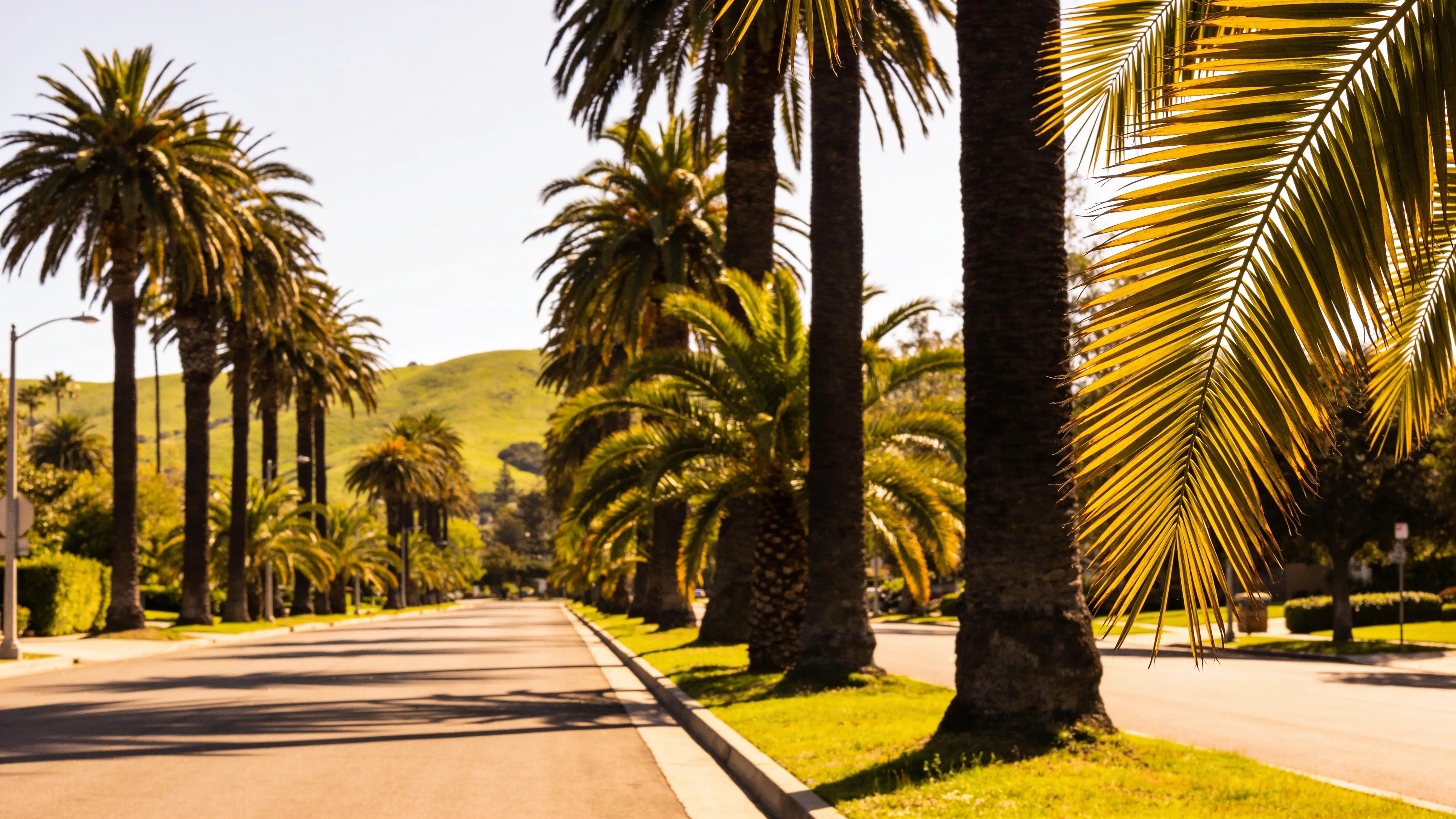 Palm-lined San Jose road